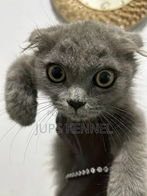 1-3 months Male Purebred Scottish Fold