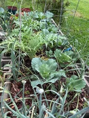 Backyard Vegetables Garden