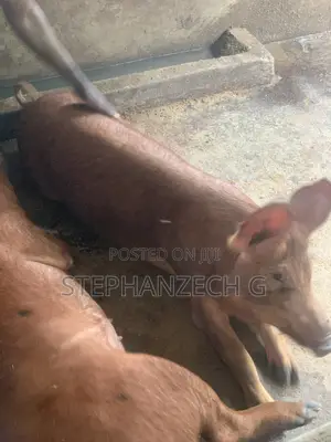 Pigs for Sell