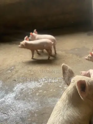 Pigs Available Now