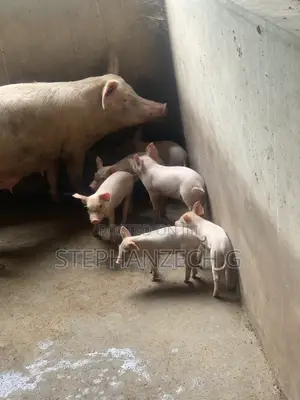 Pigs Available Now