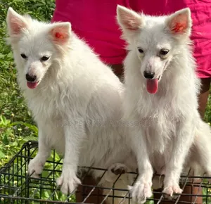 6-12 months Female Purebred American Eskimo