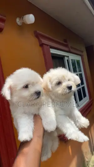 1-3 months Male Purebred Maltese