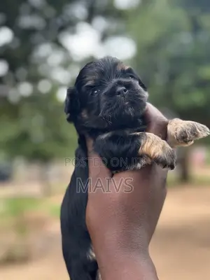 0-1 month Female Purebred Poodle