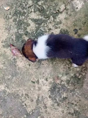 1-3 months Male Mixed Breed Dog