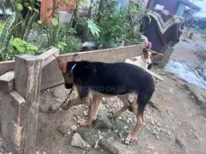 3-6 months Female Purebred German Shepherd