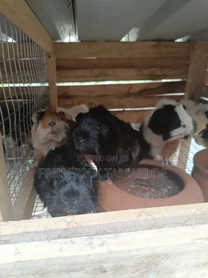Foreign Guinea Pig