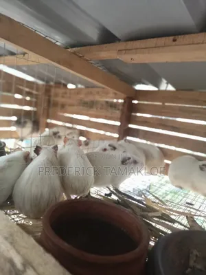 Guinea Pig