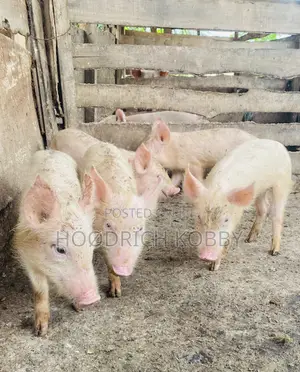 Kobby’S Farm