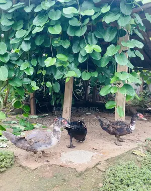 Kobby’S Farm