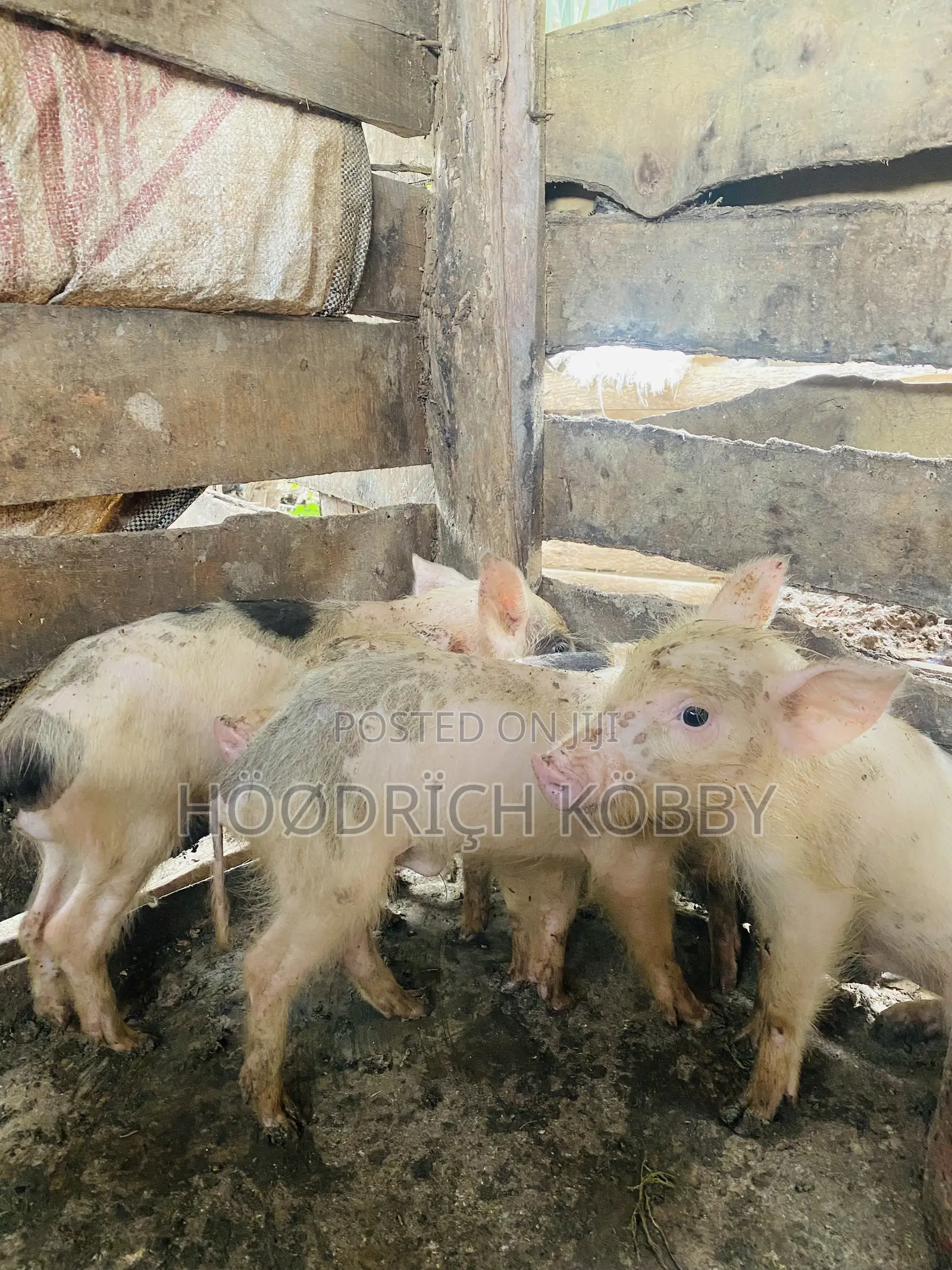 Kobby’S Farm