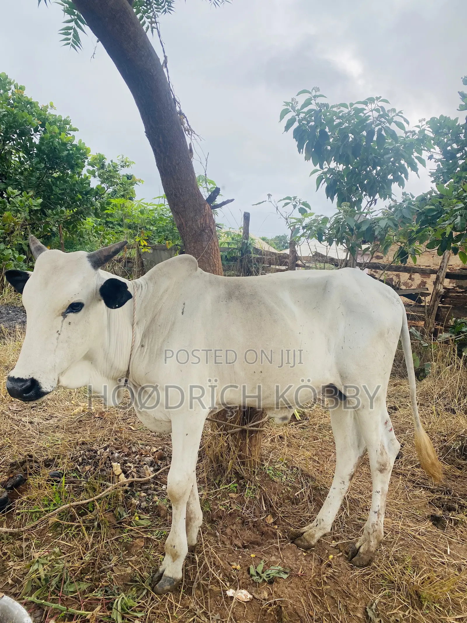 Kobby’S Farm
