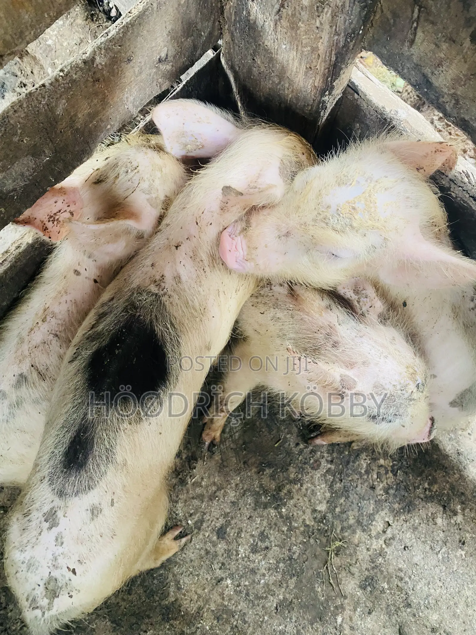 Kobby’S Farm