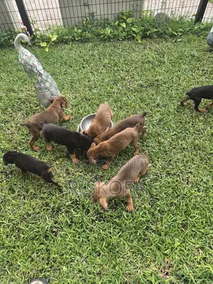 1-3 months Male Purebred Doberman Pinscher