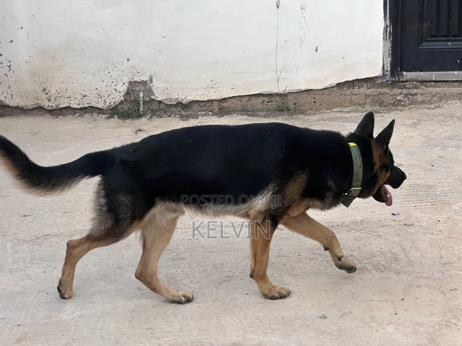 1+ year Male Purebred German Shepherd
