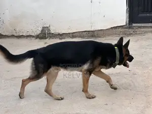 1+ year Male Purebred German Shepherd