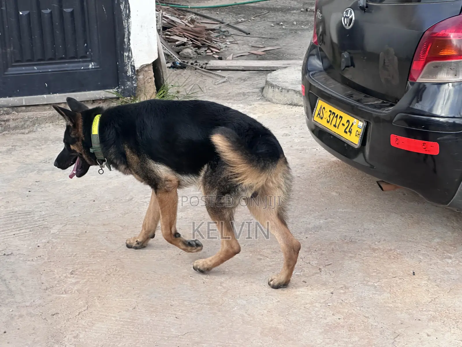 1+ year Male Purebred German Shepherd