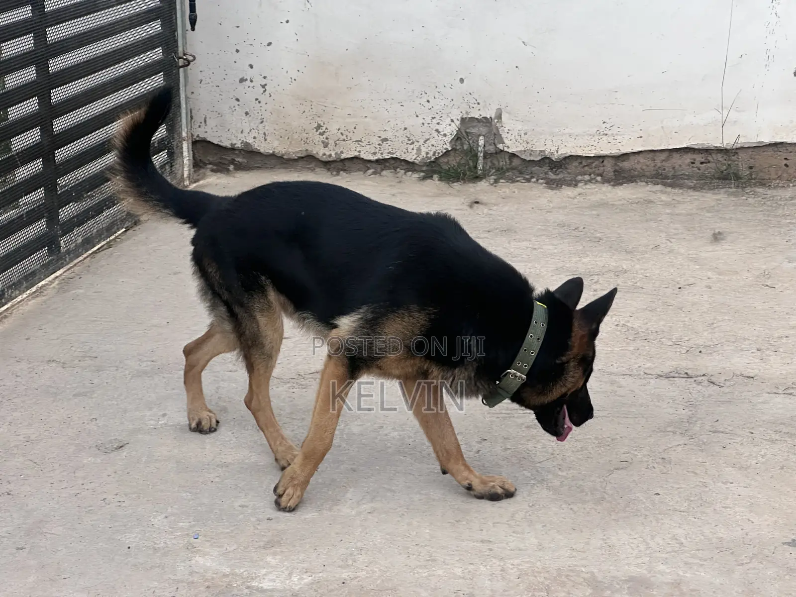 1+ year Male Purebred German Shepherd