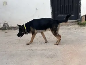 1+ year Male Purebred German Shepherd