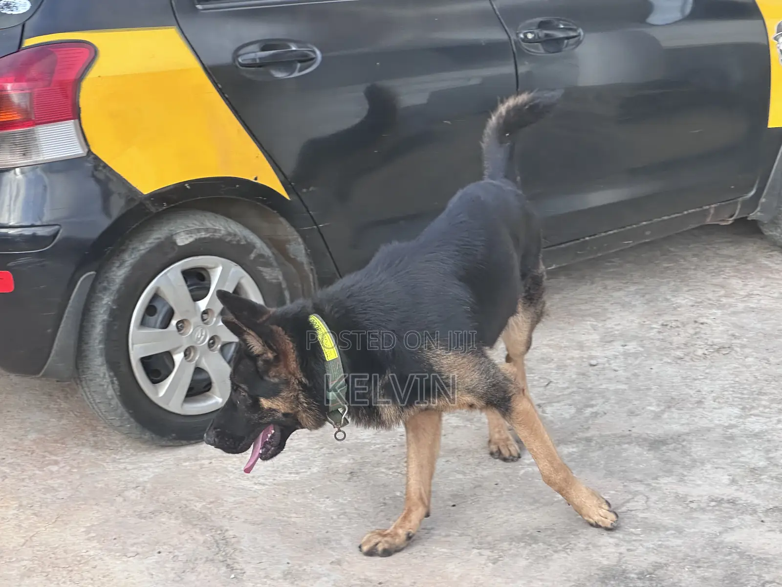 1+ year Male Purebred German Shepherd