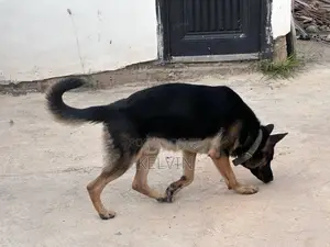 1+ year Male Purebred German Shepherd