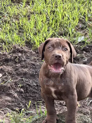 1-3 months Female Purebred Boerboel