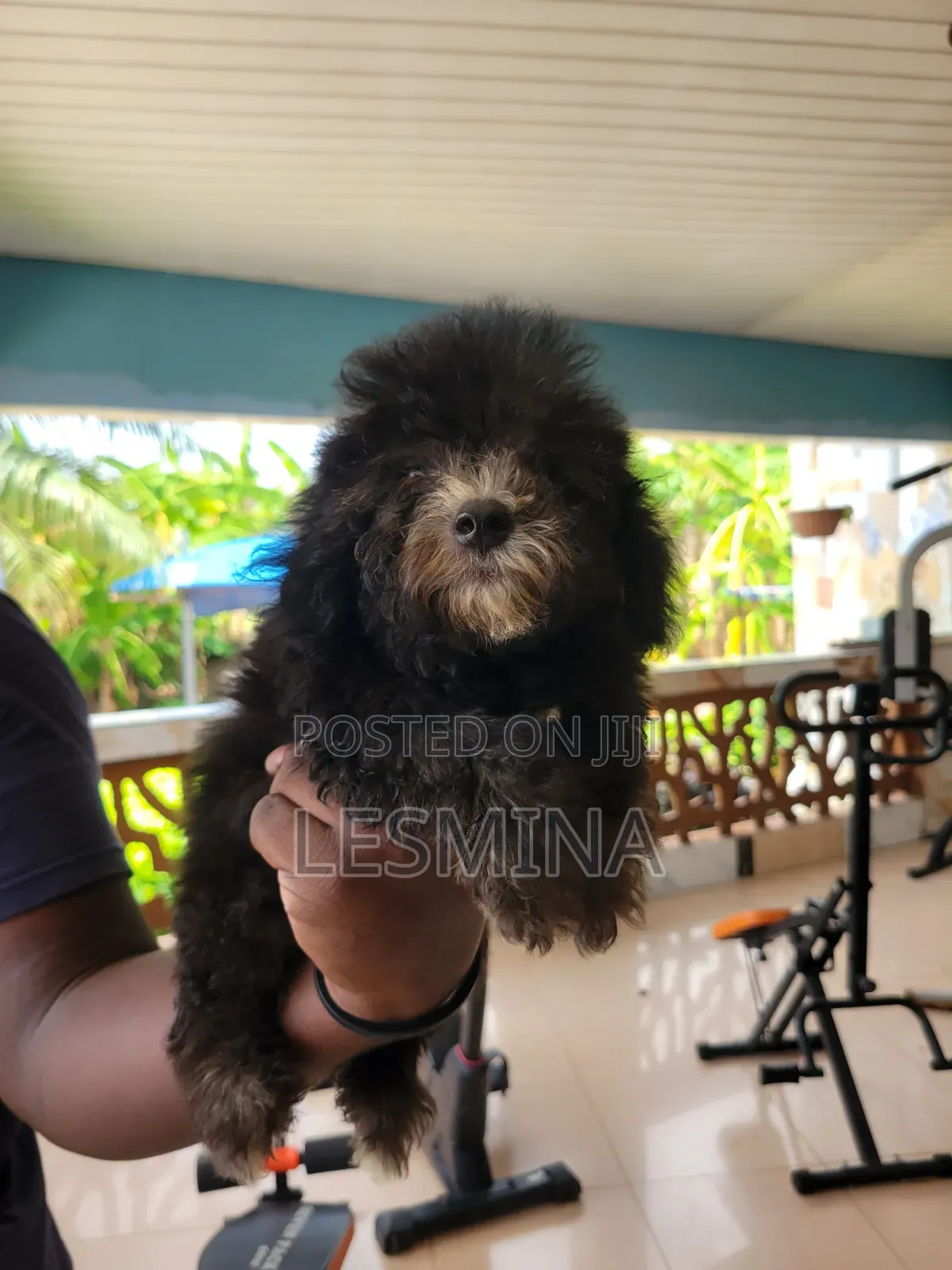1-3 months Female Purebred Maltipoo