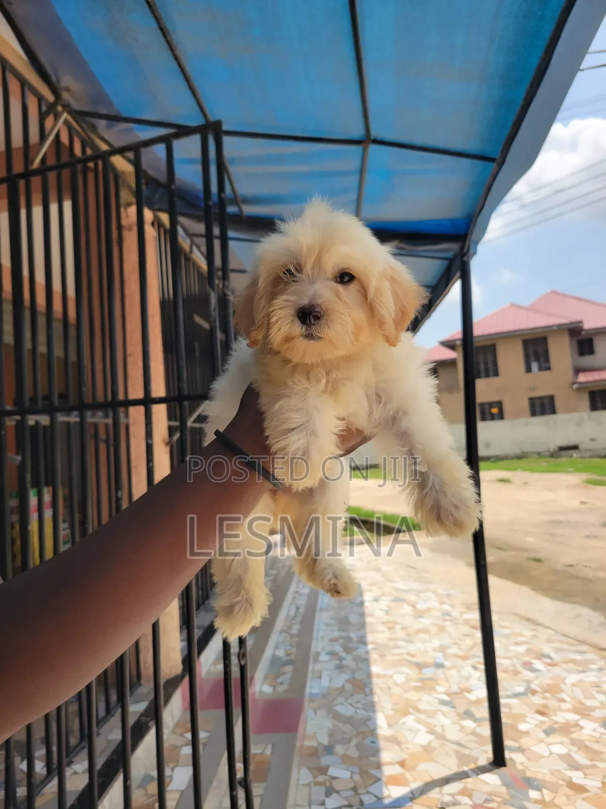 1-3 months Female Purebred Maltipoo