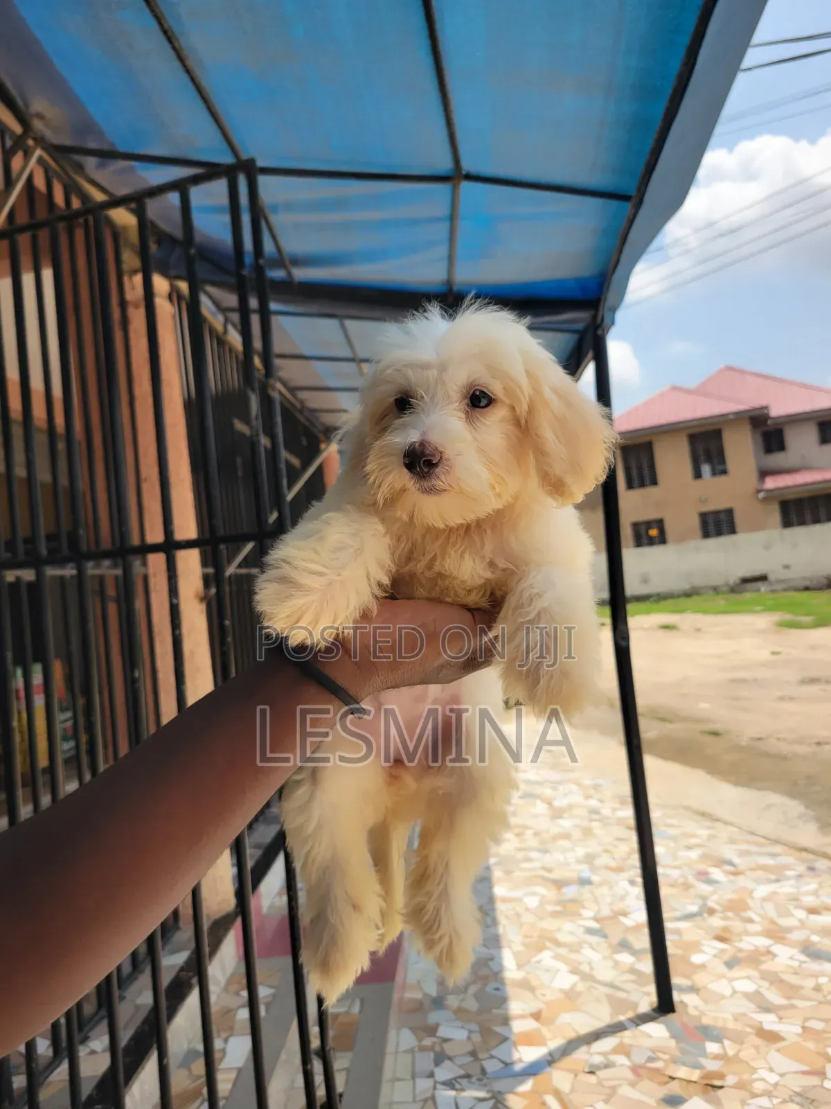 1-3 months Female Purebred Maltipoo