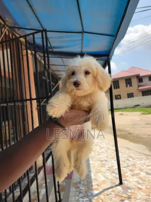 1-3 months Female Purebred Maltipoo