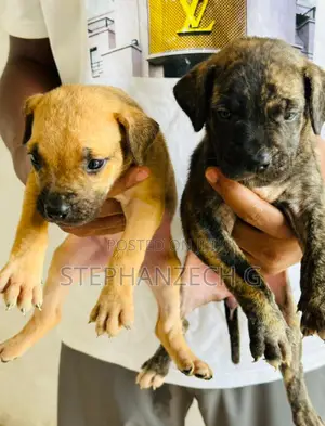 1-3 months Female Purebred Boerboel