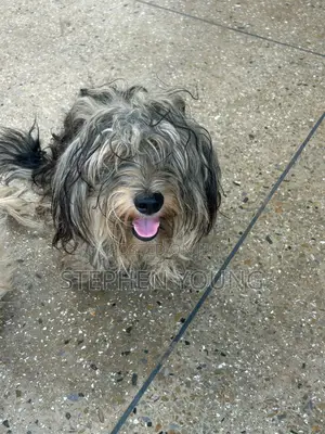6-12 months Male Purebred Polish Lowland Sheepdog
