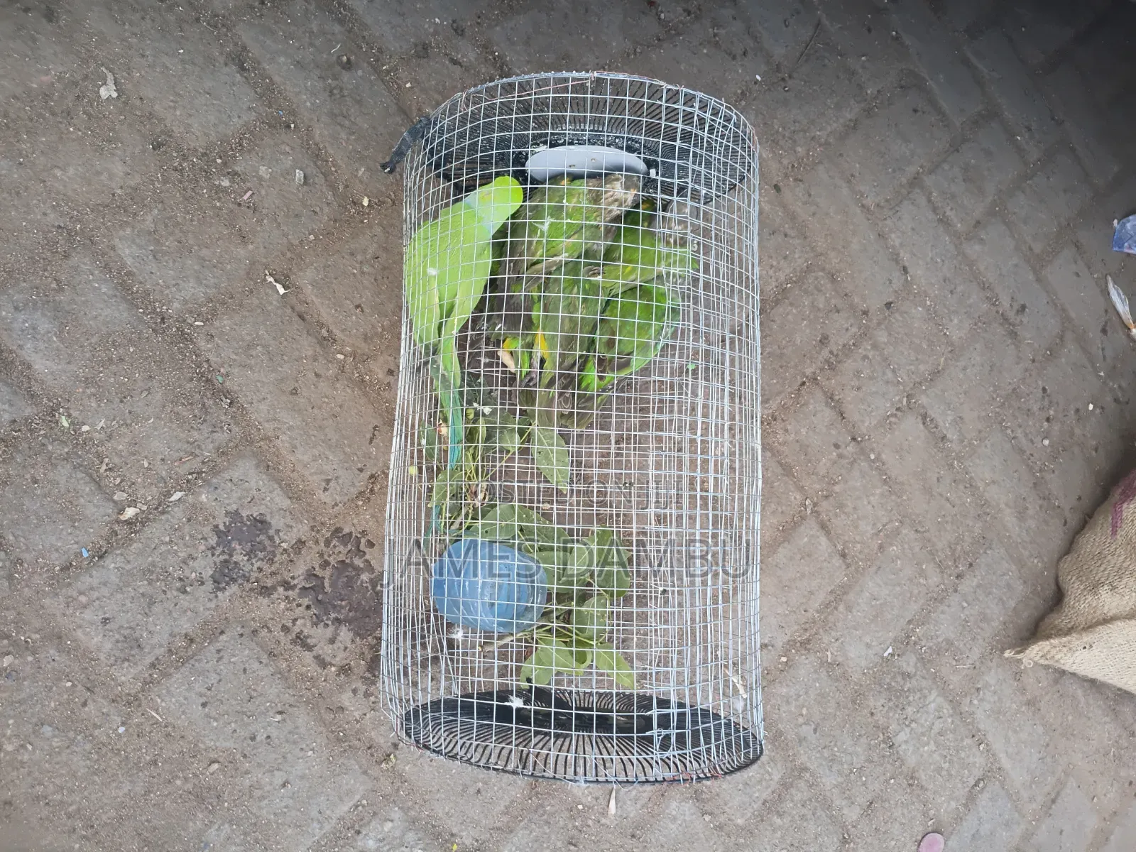 Ringnecks Parrots and Senegalese Parrots