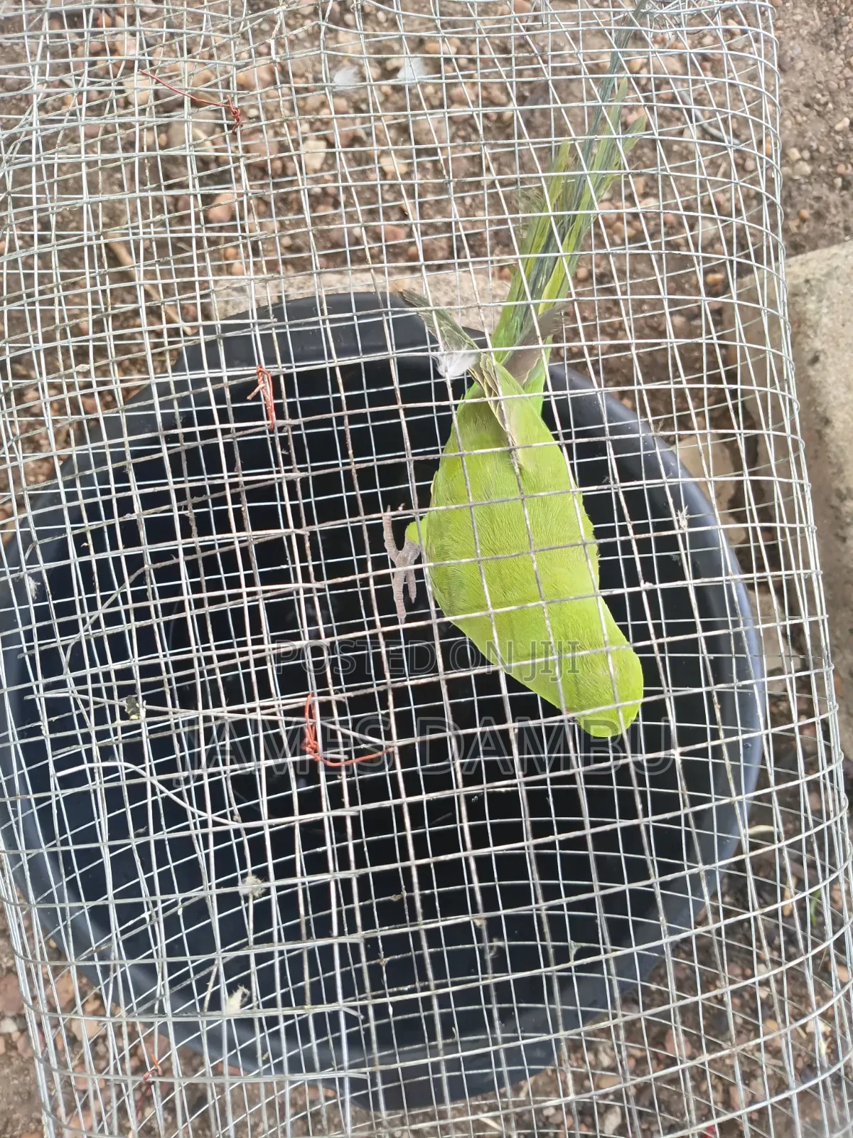 Ringnecks Parrots and Senegalese Parrots