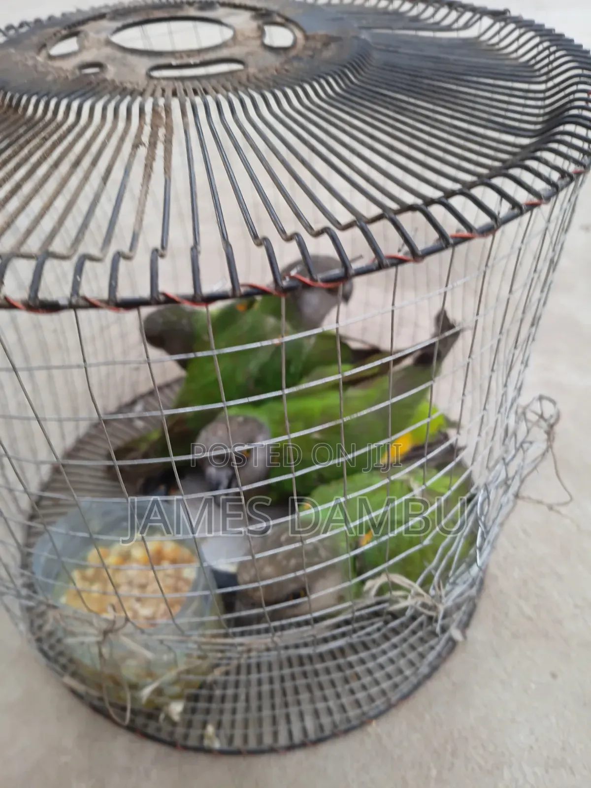 Ringnecks Parrots and Senegalese Parrots