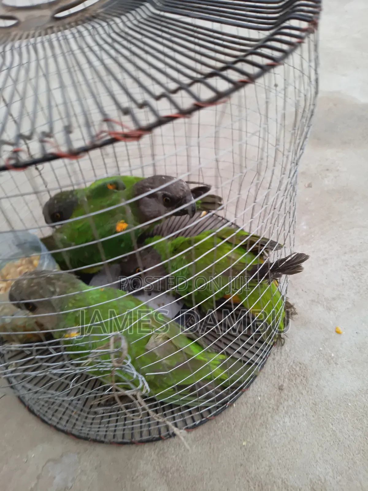 Ringnecks Parrots and Senegalese Parrots