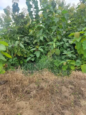 Sale of Plot of Land