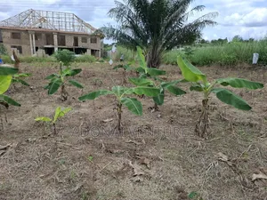 Full Plot of Land for Sale in Sokoban Afrancho
