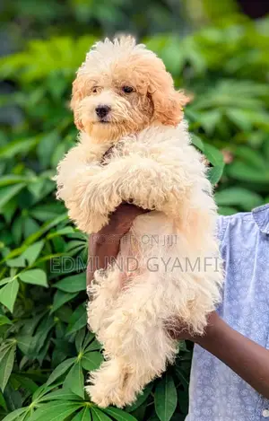 1-3 months Male Purebred Poodle