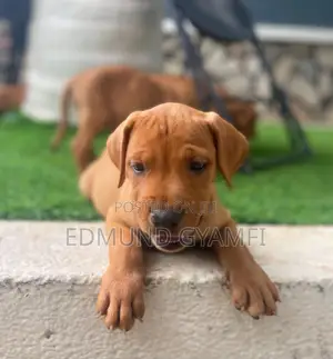 1-3 months Female Purebred Boerboel