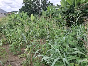 Full Plot of Land for Sale in Sokoban Konkorl