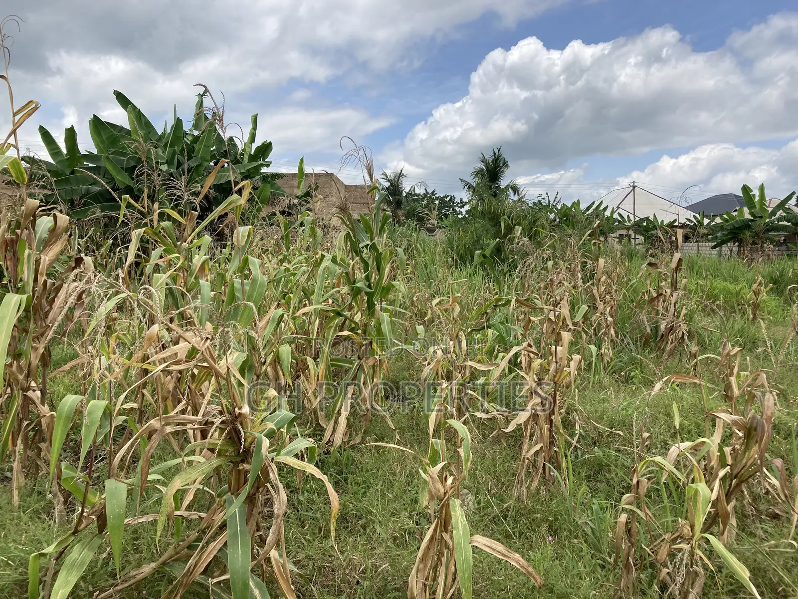 One Plot for Sale at Trede Konkoli.