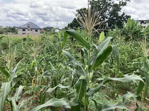 1 Plot for Sale at Trade Konkoli.2 Minutes Walk to Main Road.
