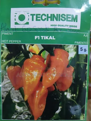 F1 Tikal Habanero Pepper