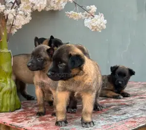 1-3 months Female Purebred Belgian Malinois