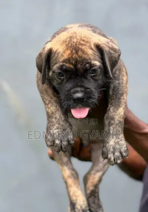 1-3 months Male Purebred Boerboel