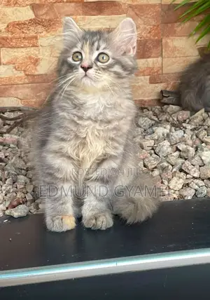1-3 months Female Purebred Persian