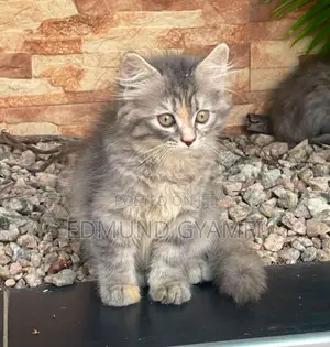 1-3 months Female Purebred Persian
