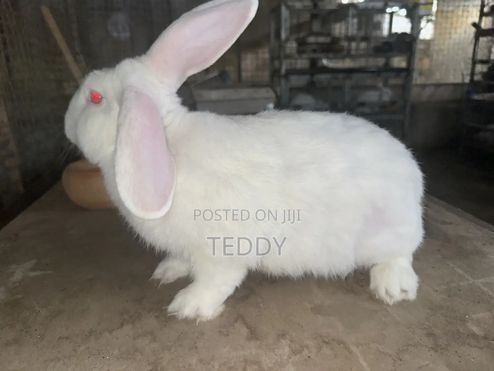 3kg Live Rabbits Available For Sale