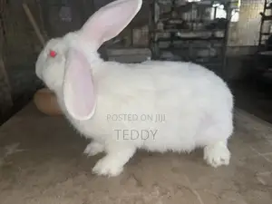 3kg Live Rabbits Available For Sale